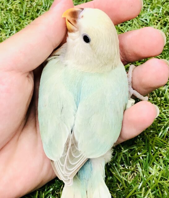 コザクラインコ（小桜インコ）