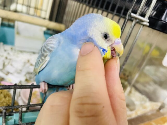 セキセイインコ