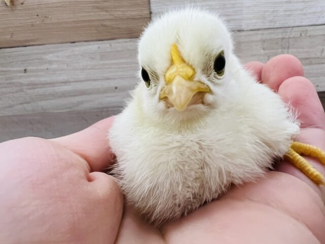 桂チャボ（カツラチャボ）