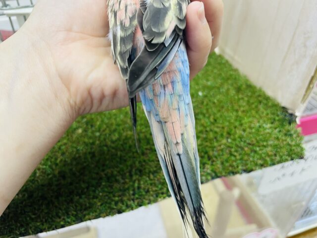 アキクサインコ（秋草インコ）