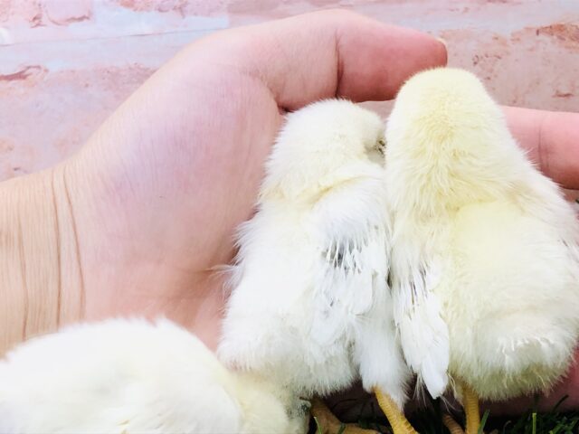 桂チャボ（カツラチャボ）