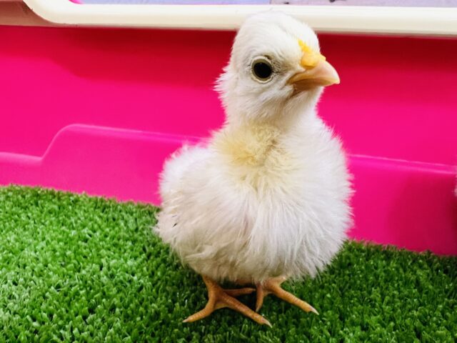 残り1羽❤すくすく成長中‼︎カツラチャボのヒヨコ〜♡ 桂チャボ(カツラチャボ)