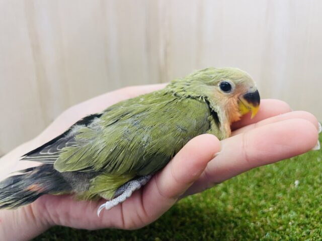 コザクラインコ（小桜インコ）