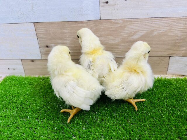 残り1羽❤すくすく成長中‼︎カツラチャボのヒヨコ〜♡ 桂チャボ(カツラチャボ)