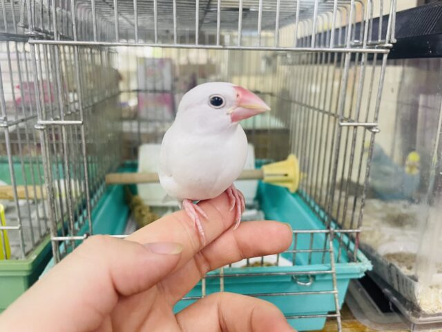 白文鳥
