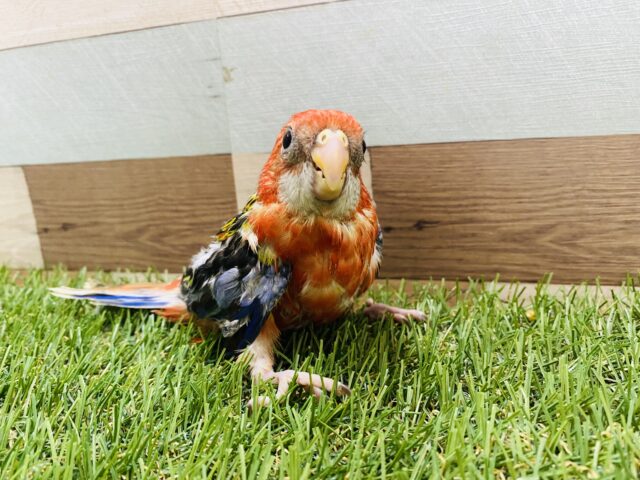 ナナクサインコ（七草インコ）