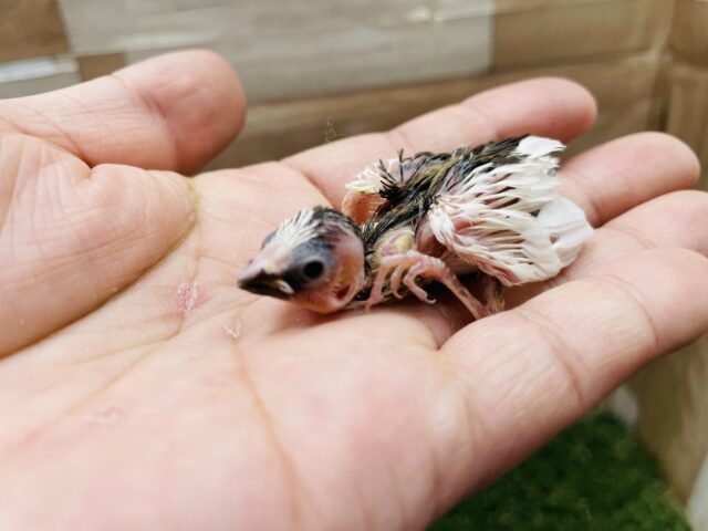 十姉妹（ジュウシマツ）