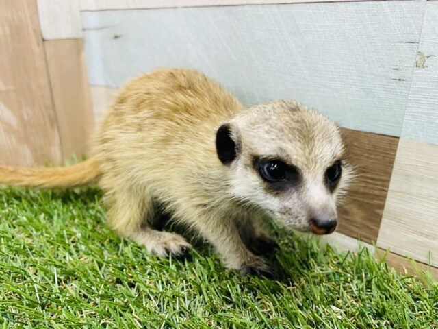 ミーアキャット