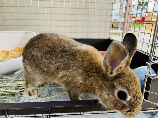 ネザーランドドワーフ