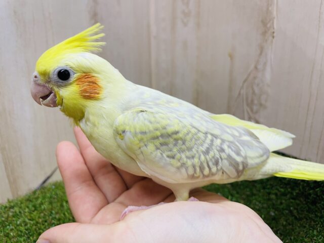 オカメインコ