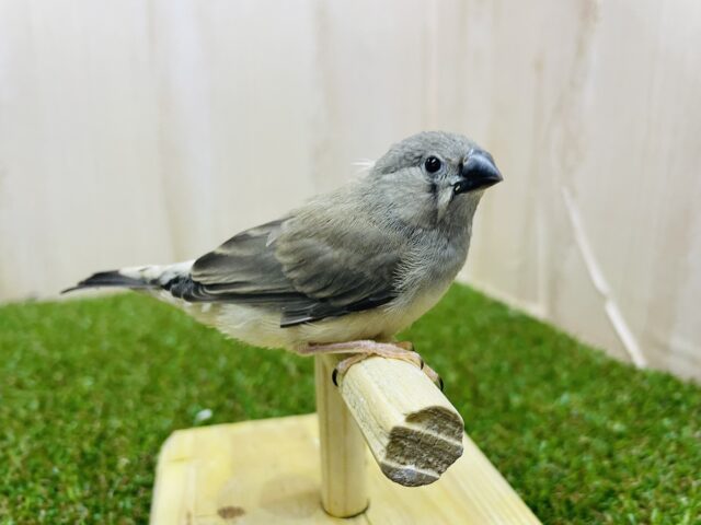 錦花鳥（キンカチョウ）