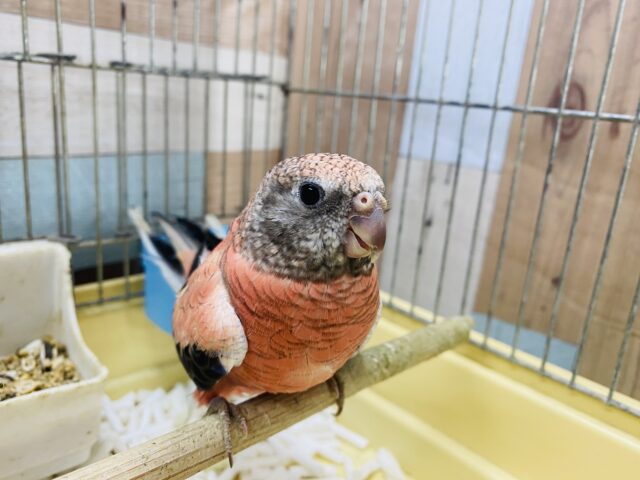 最新画像あります☆ヒナ餌卒業のロゼちゃんです♪アキクサインコのローズ! アキクサインコ(秋草インコ)