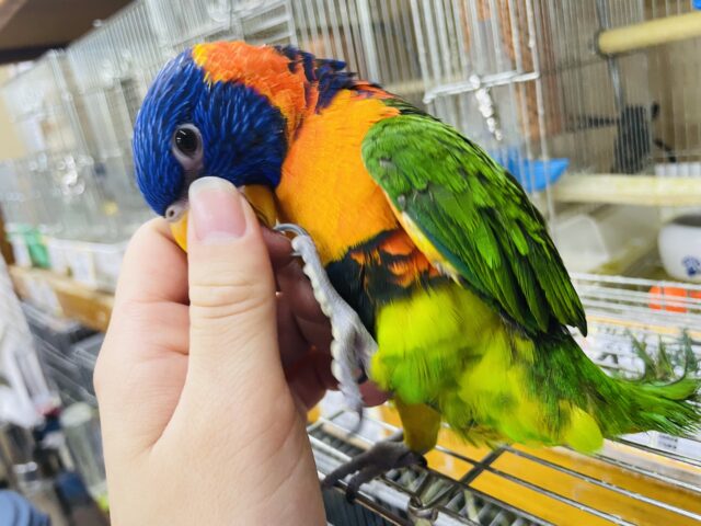 アカエリゴシキセイガイインコ