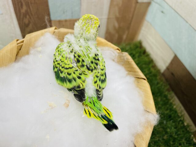 セキセイインコ
