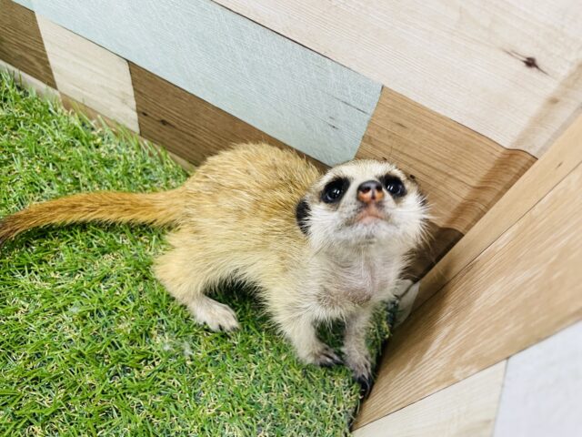 ミーアキャット