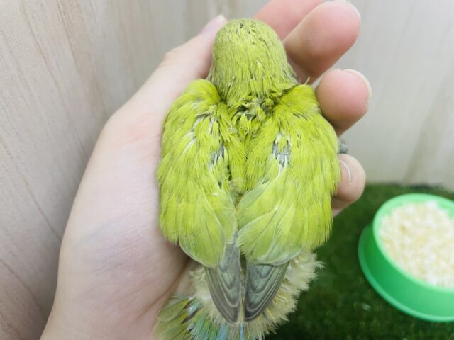 コザクラインコ（小桜インコ）