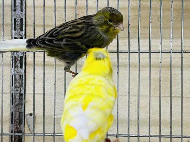 ローラーカナリア