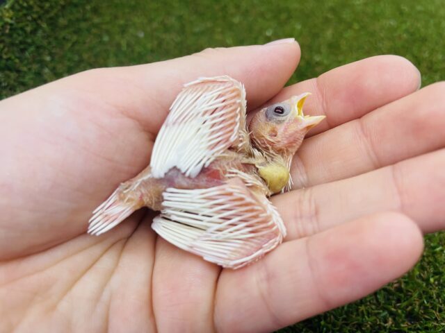 十姉妹（ジュウシマツ）