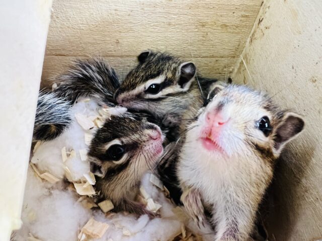 シマリス（ノーマル）