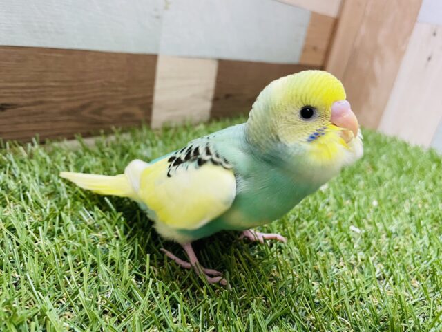 セキセイインコ