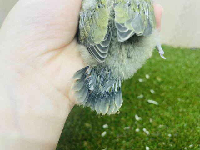 コザクラインコ（小桜インコ）