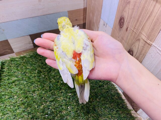 ビセイインコ（美声インコ）