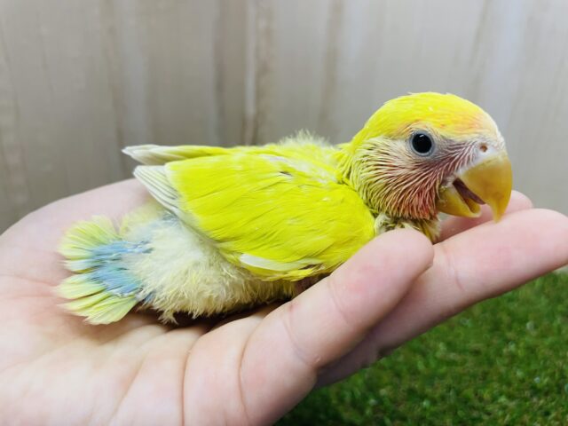 コザクラインコ（小桜インコ）