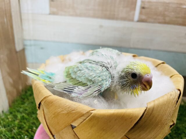 セキセイインコ