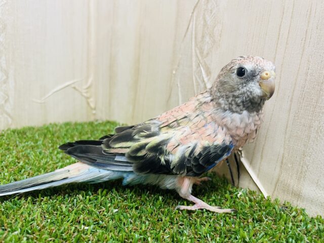 アキクサインコ（秋草インコ）