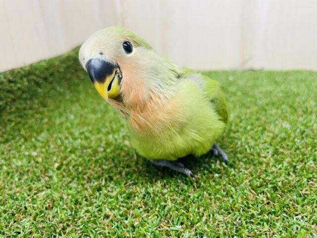 コザクラインコ（小桜インコ）
