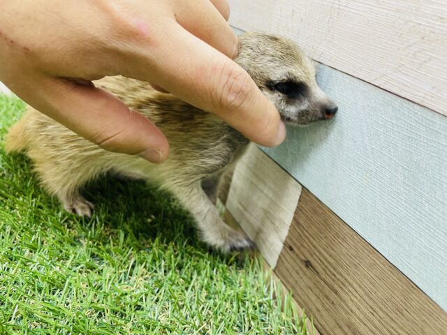 ミーアキャット