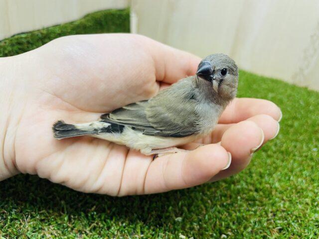 錦花鳥（キンカチョウ）