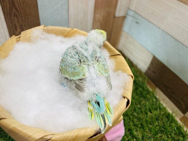 セキセイインコ