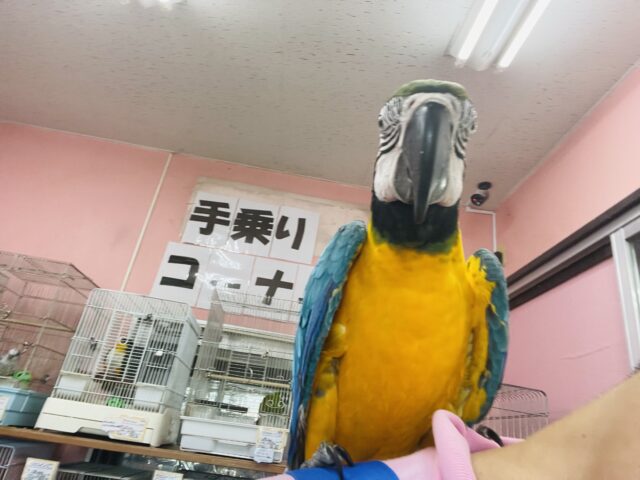 ルリコンゴウインコ