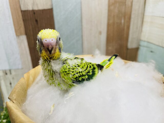 セキセイインコ