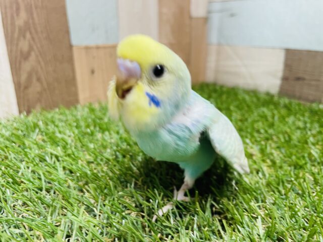 セキセイインコ