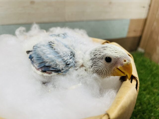 コザクラインコ（小桜インコ）