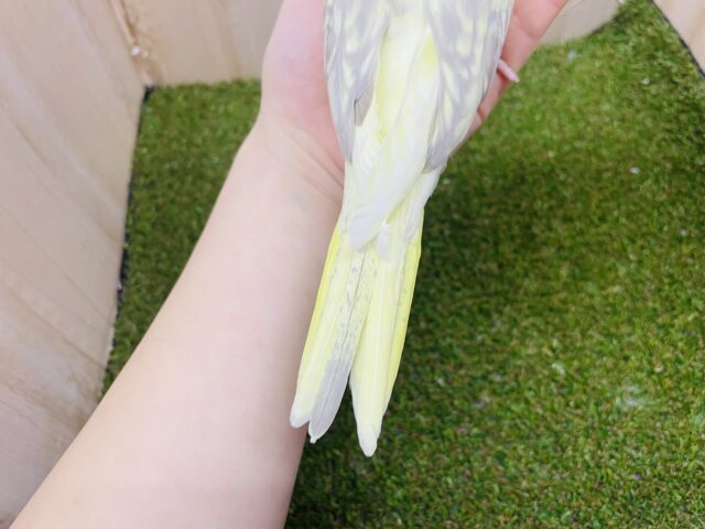 オカメインコ
