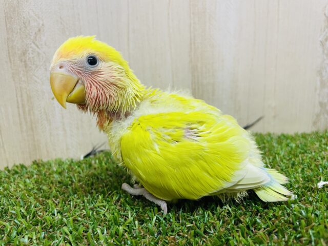コザクラインコ（小桜インコ）