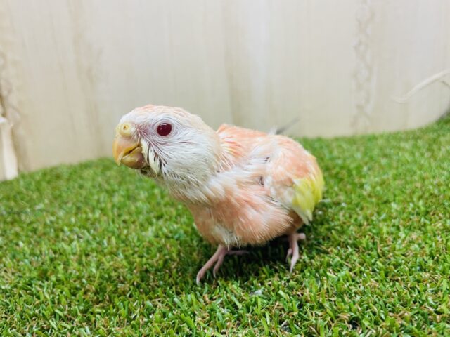 アキクサインコ（秋草インコ）