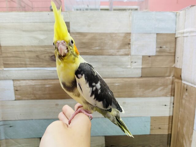 オカメインコ