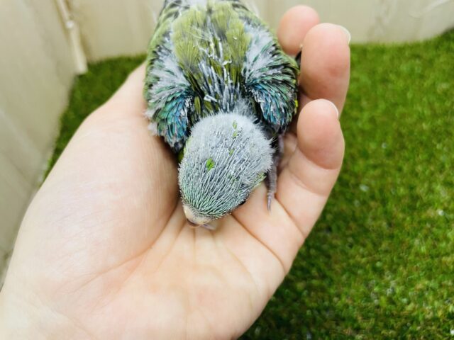 ビセイインコ（美声インコ）