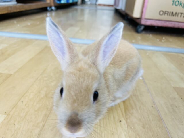 ネザーランドドワーフ