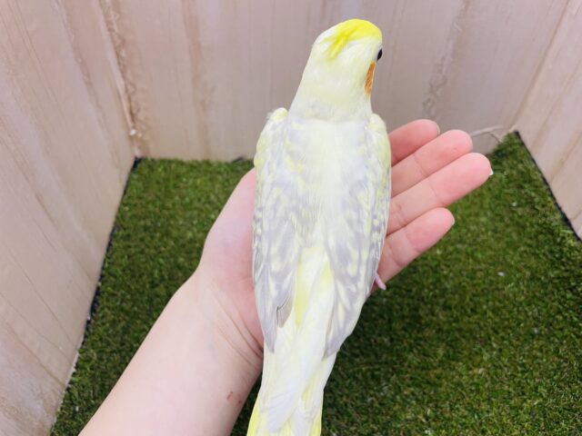 オカメインコ