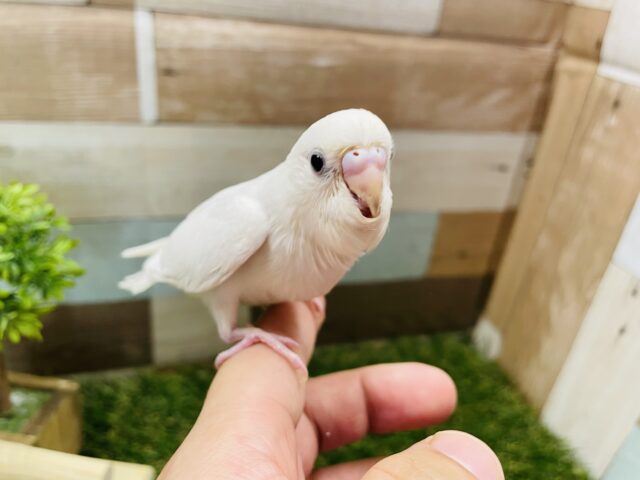 セキセイインコ