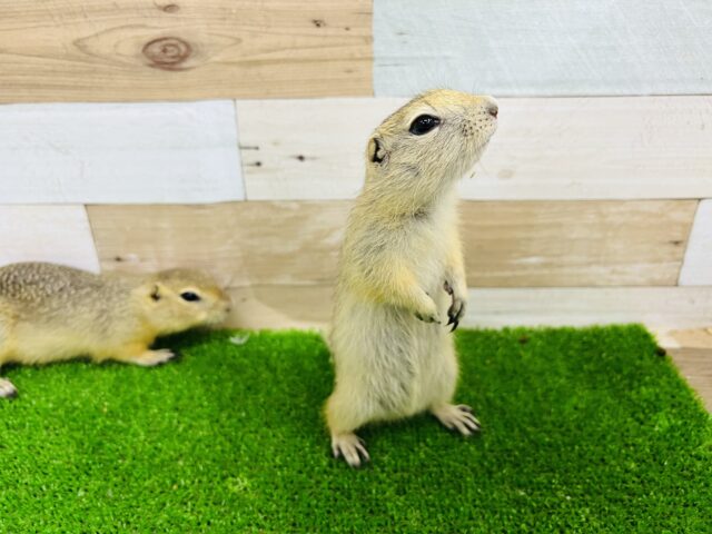 リチャードソンジリス