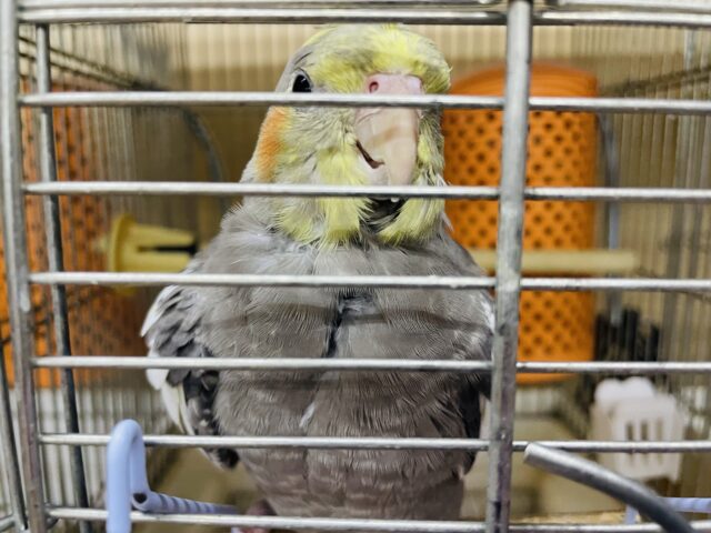 オカメインコ