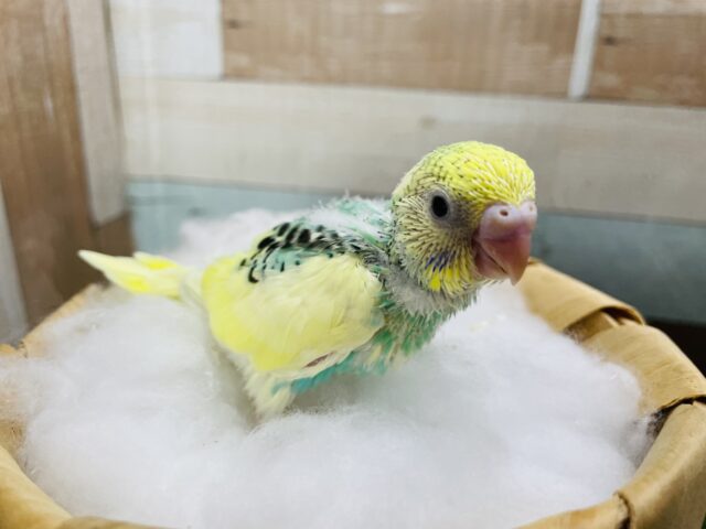 セキセイインコ