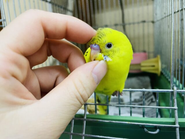 セキセイインコ