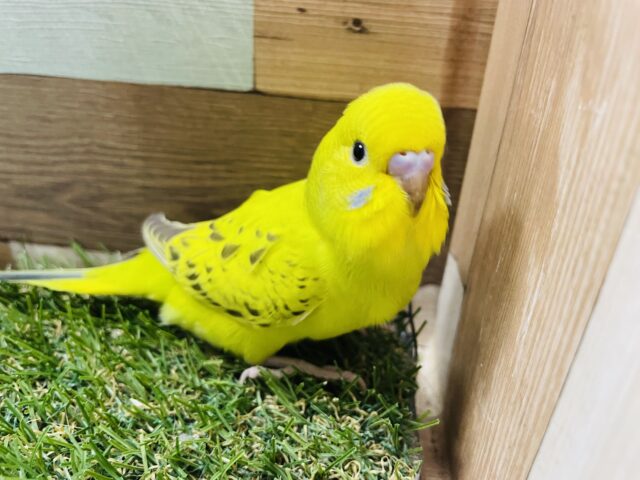 セキセイインコ